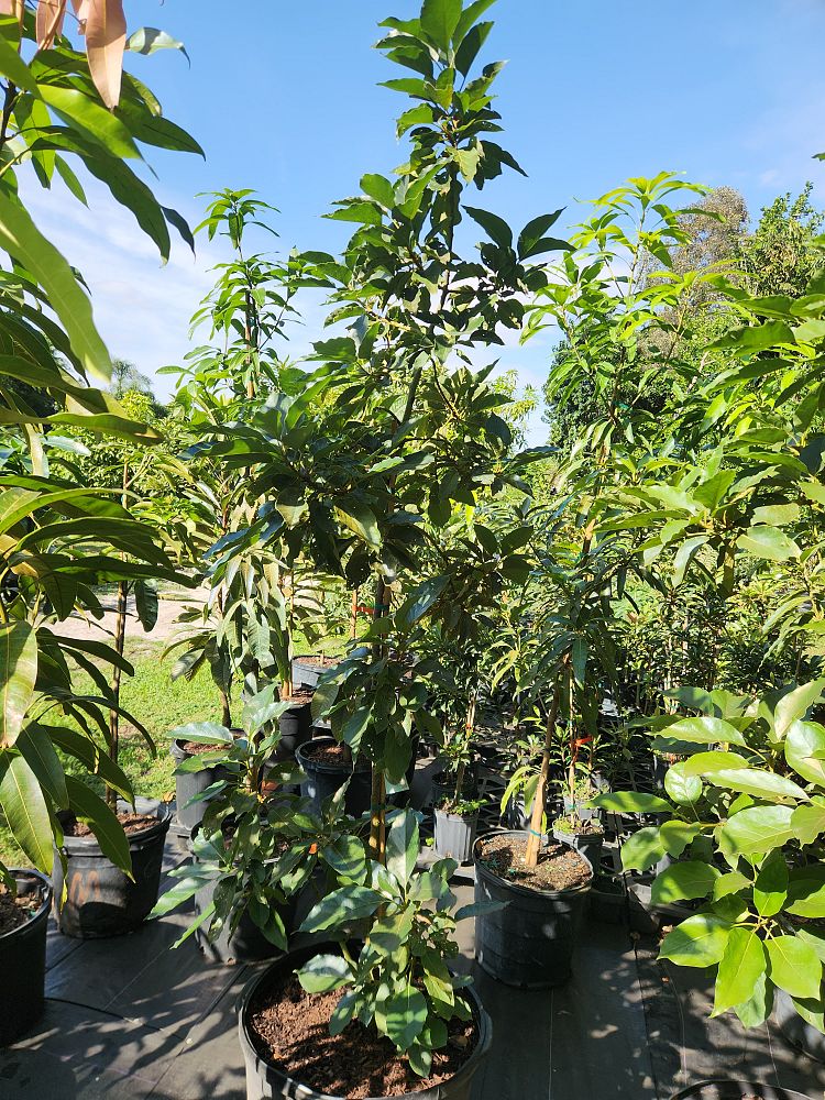 persea-americana-monroe-avocado