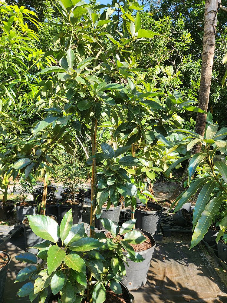 persea-americana-monroe-avocado