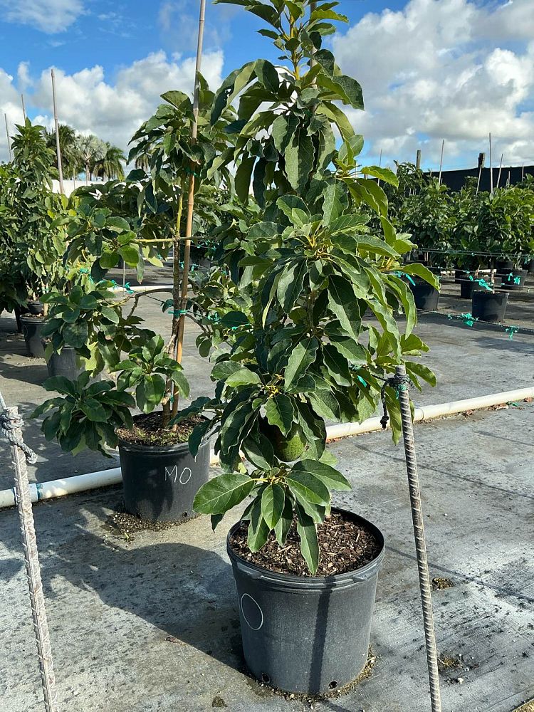 persea-americana-monroe-avocado