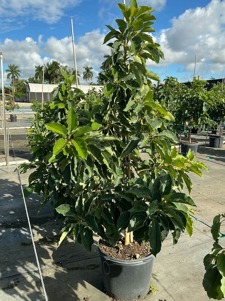 persea-americana-monroe-avocado