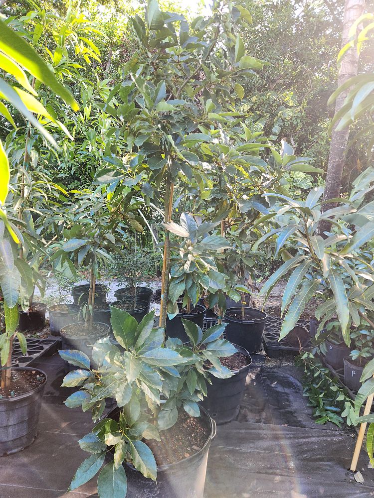 persea-americana-monroe-avocado