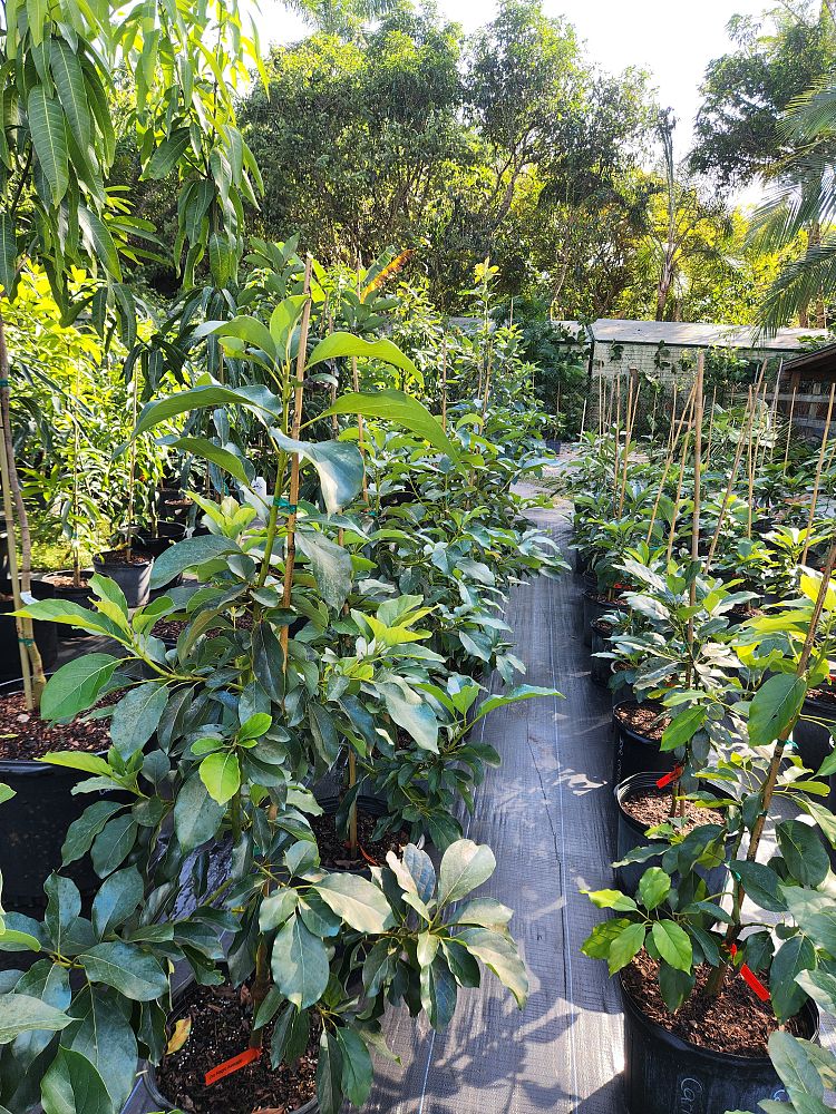 persea-americana-oro-negro-avocado