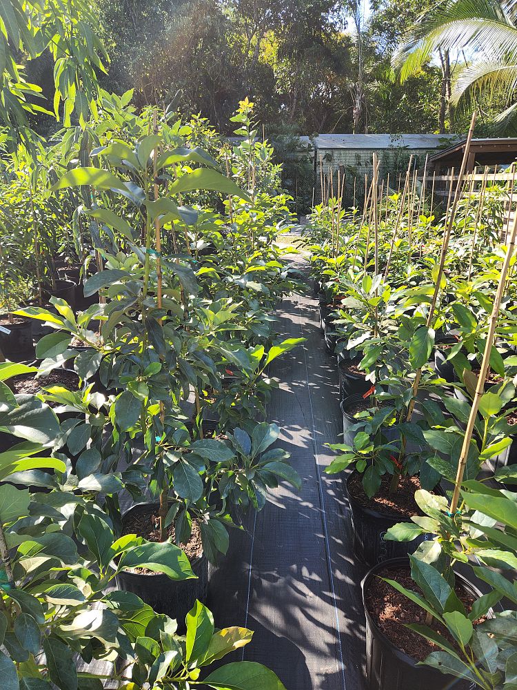 persea-americana-oro-negro-avocado