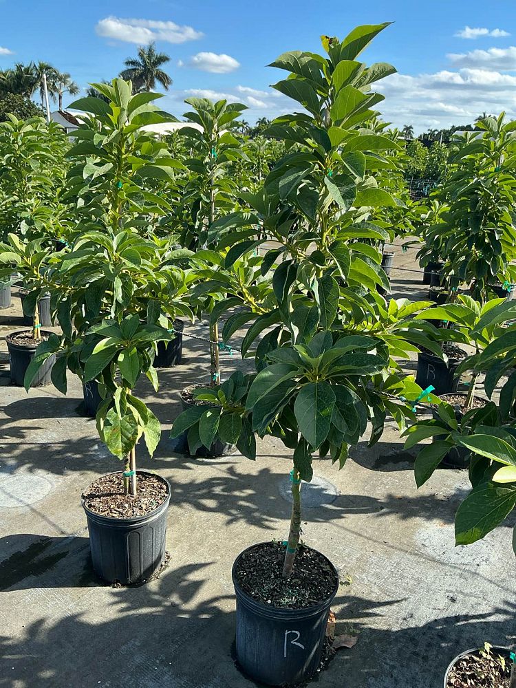 persea-americana-russell-avocado