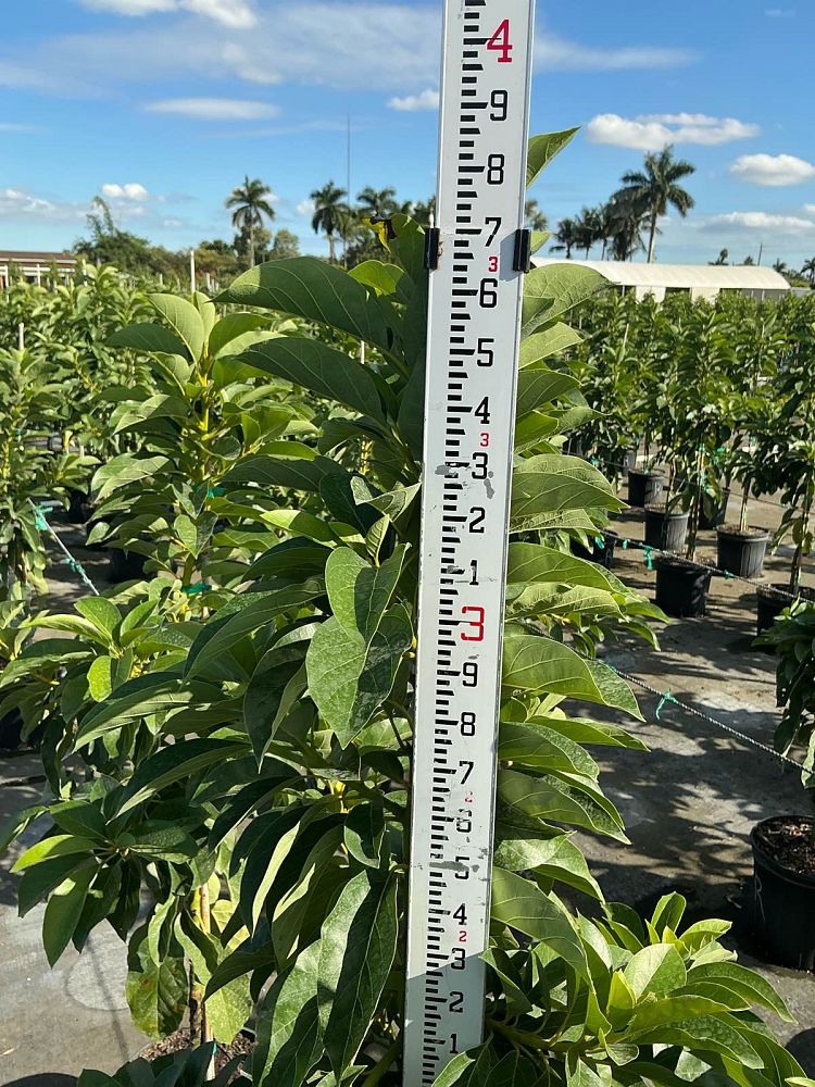 persea-americana-russell-avocado