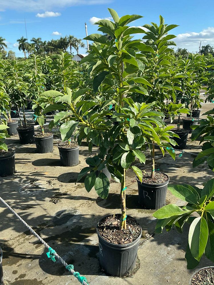 persea-americana-russell-avocado