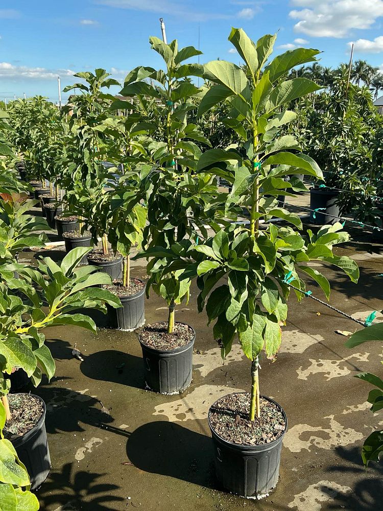 persea-americana-simmonds-avocado