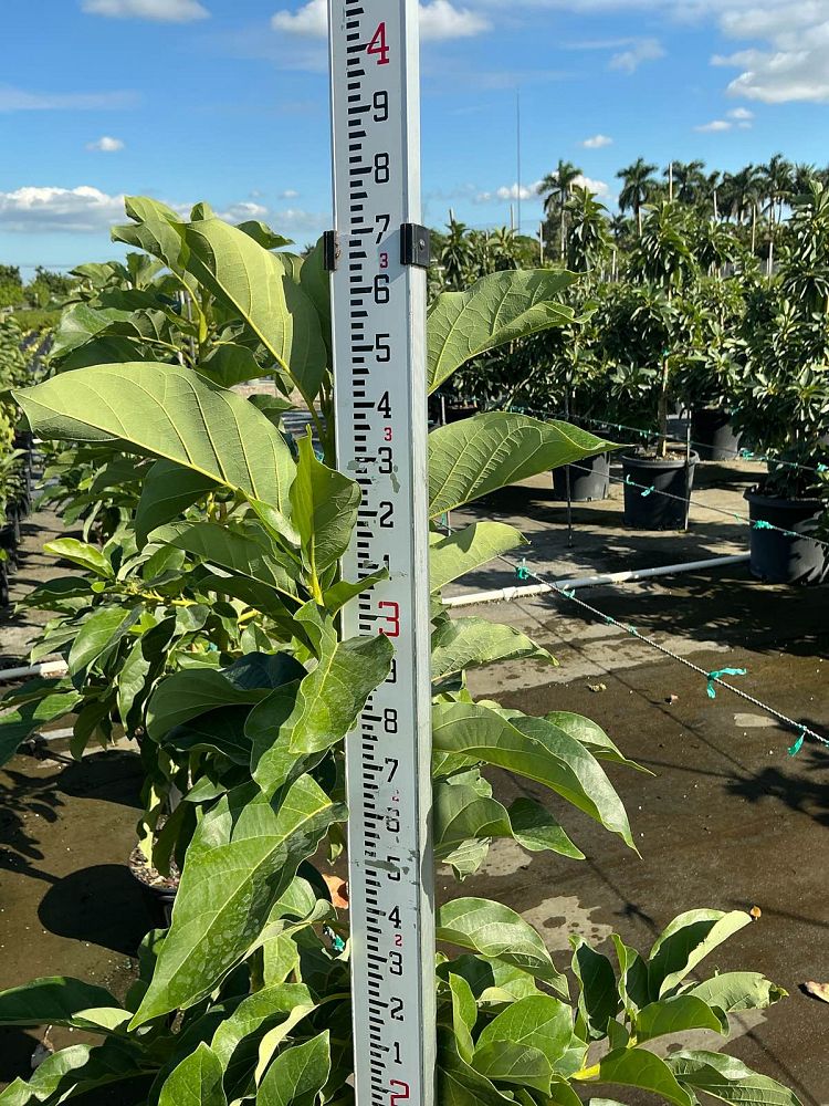 persea-americana-simmonds-avocado