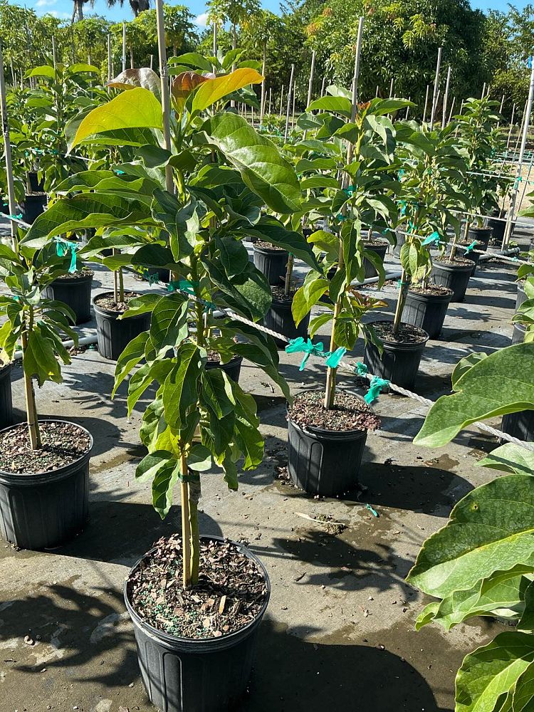 persea-americana-simmonds-avocado