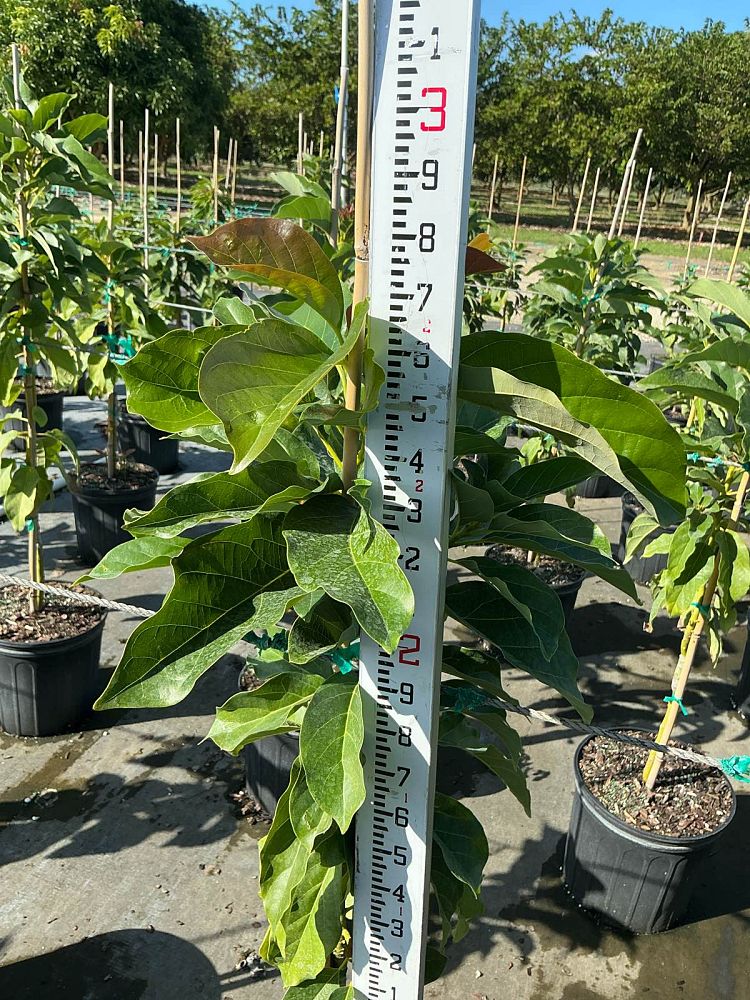 persea-americana-simmonds-avocado