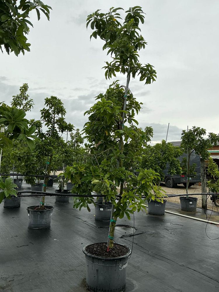 persea-americana-simmonds-avocado