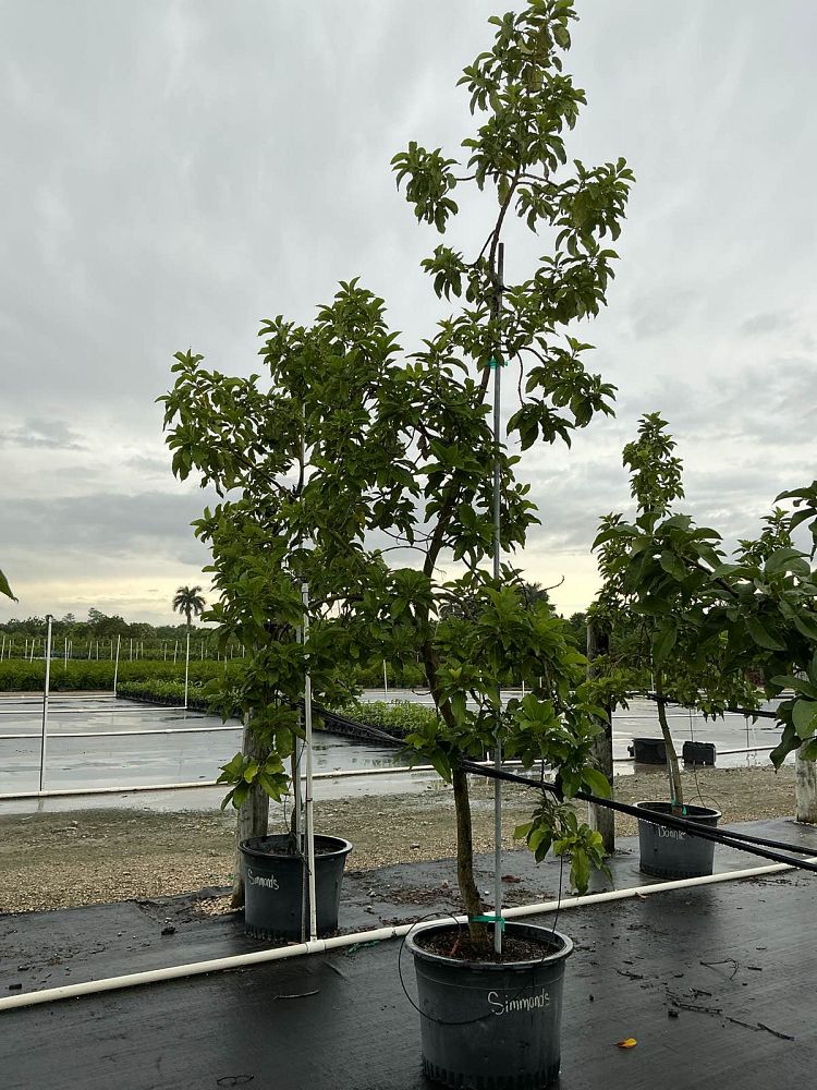 persea-americana-simmonds-avocado