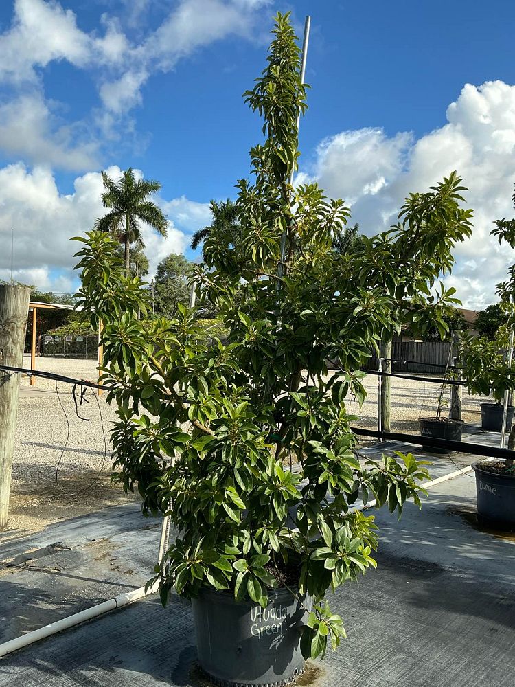 persea-americana-utuado-avocado