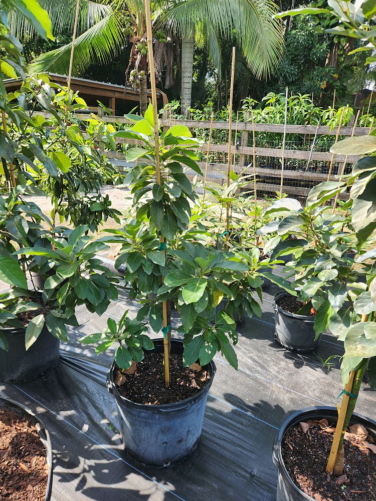 persea-americana-waldin-avocado