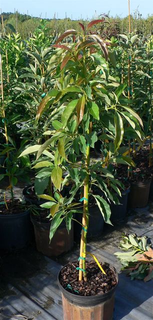 persea-americana-winter-mexican-avocado