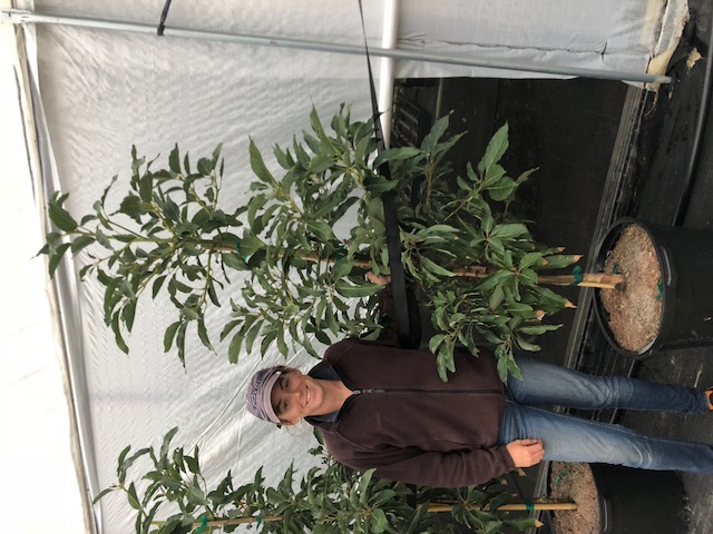 persea-americana-winter-mexican-avocado