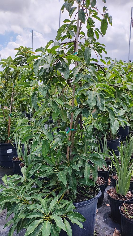 persea-americana-winter-mexican-avocado