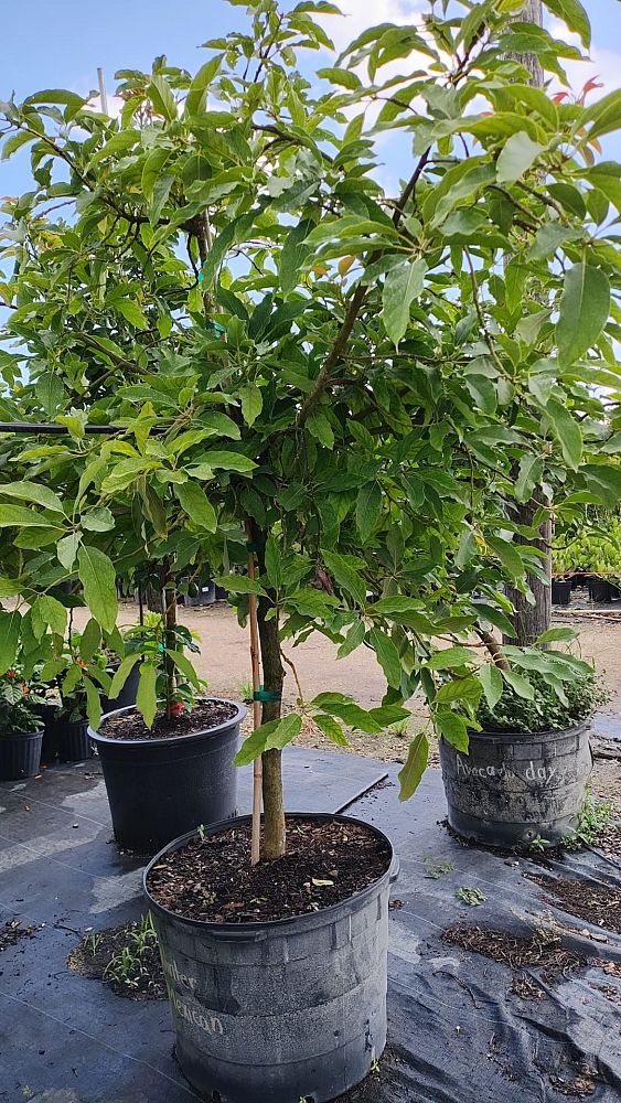 persea-americana-winter-mexican-avocado