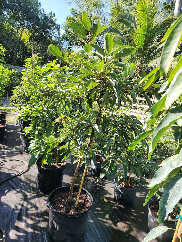 persea-americana-winter-mexican-avocado