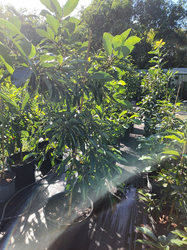 persea-americana-winter-mexican-avocado