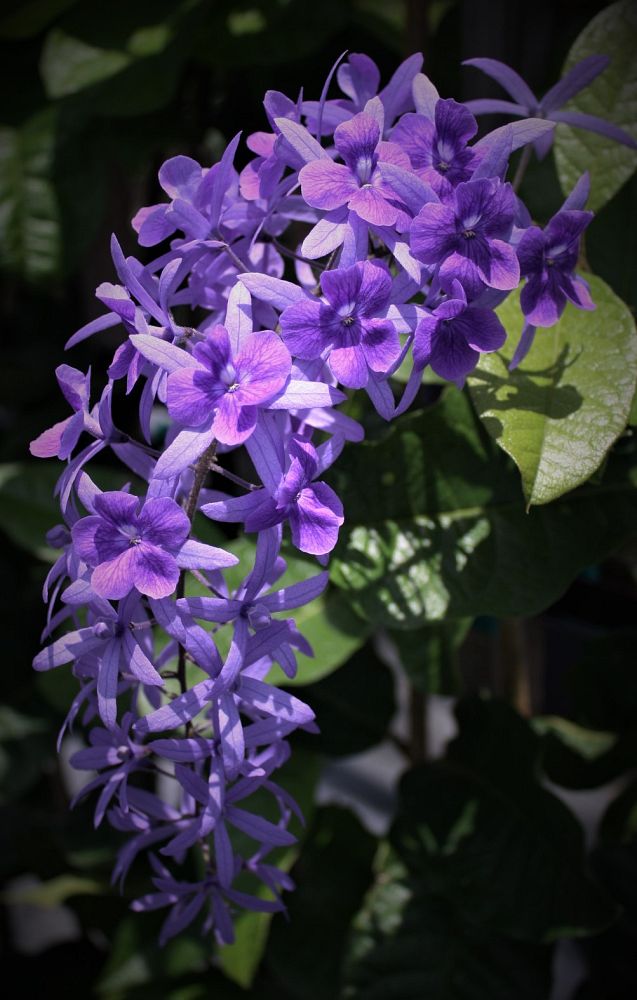 petrea-racemosa-dark-purple-queen-s-wreath-vine