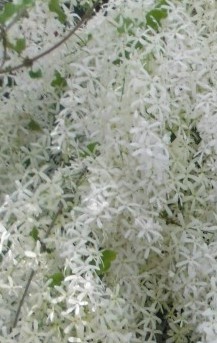petrea-volubilis-albiflora-white-queen-s-wreath-vine