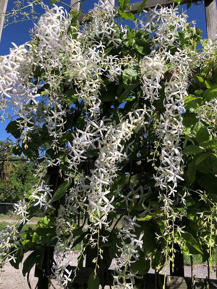 petrea-volubilis-albiflora-white-queen-s-wreath-vine