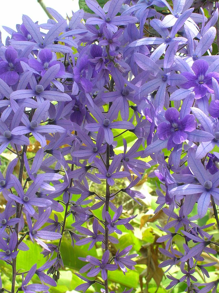 petrea-volubilis-purple-queen-s-wreath-vine