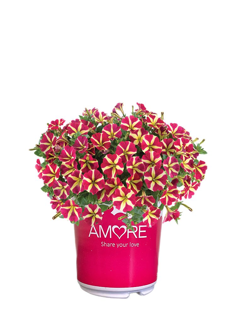 petunia-amore-queen-of-hearts