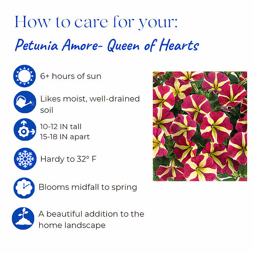 petunia-amore-queen-of-hearts