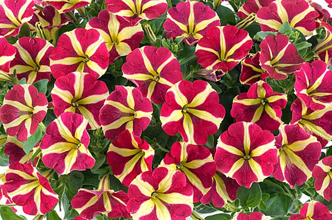 petunia-amore-queen-of-hearts