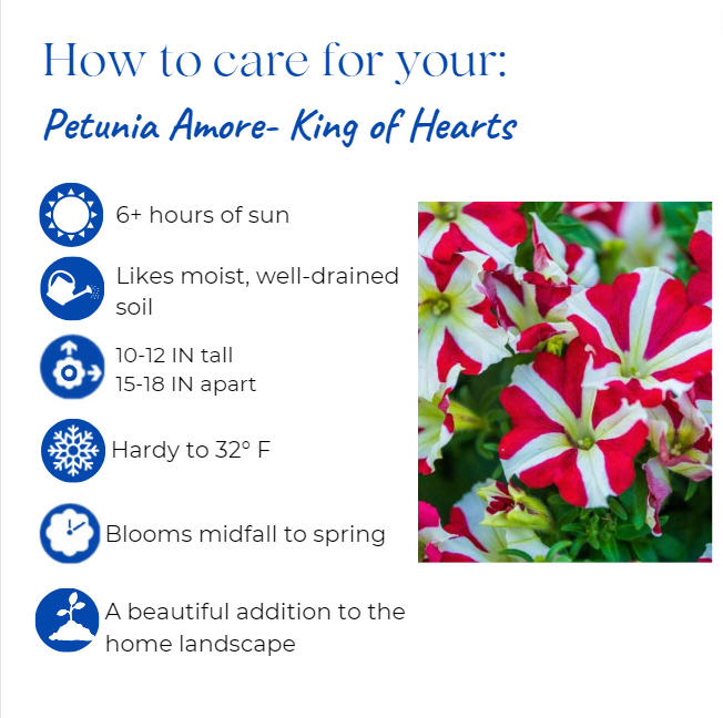 petunia-amore-queen-of-hearts
