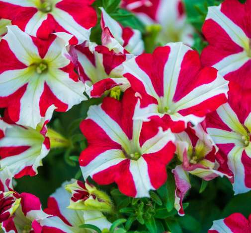 petunia-amore-queen-of-hearts