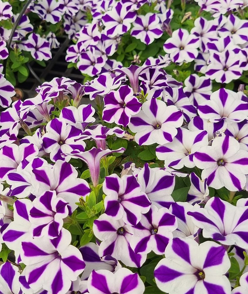 petunia-cascadias-purple-spark
