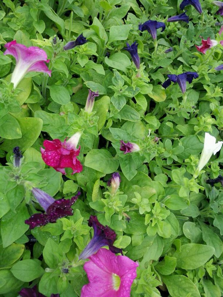 petunia-dreams-mix