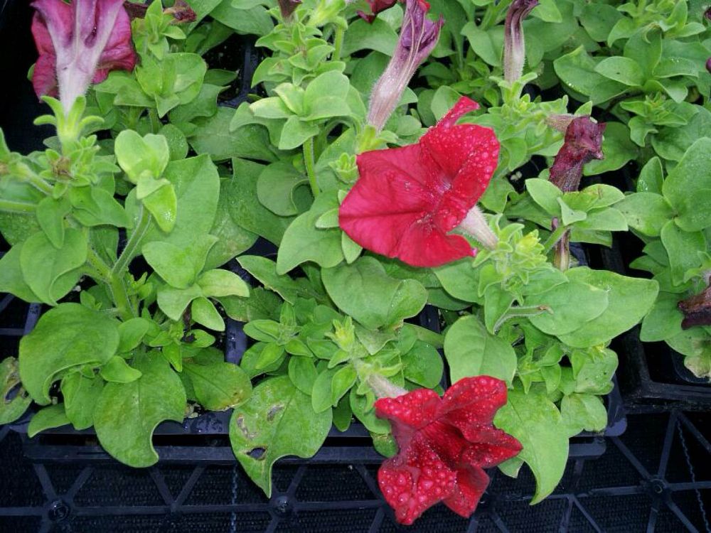 petunia-dreams-red