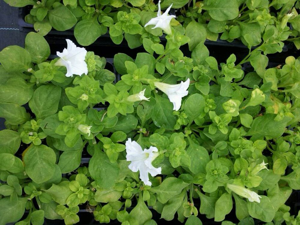 petunia-dreams-white