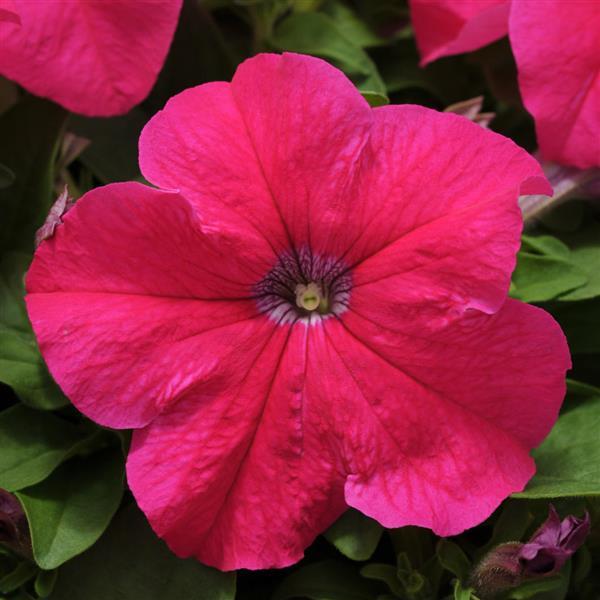 petunia-hybrida-pretty-grand-rose