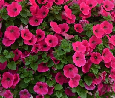 petunia-potunia-plus-hot-pink