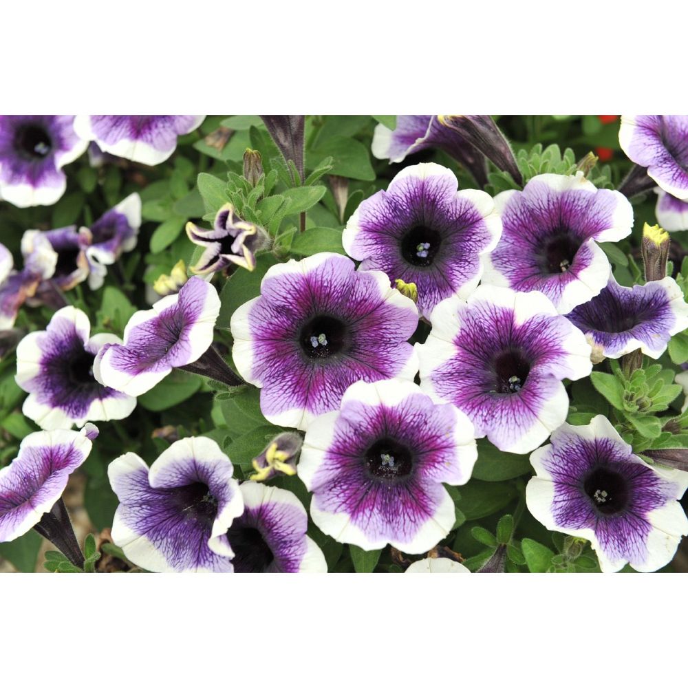 petunia-potunia-purple-halo