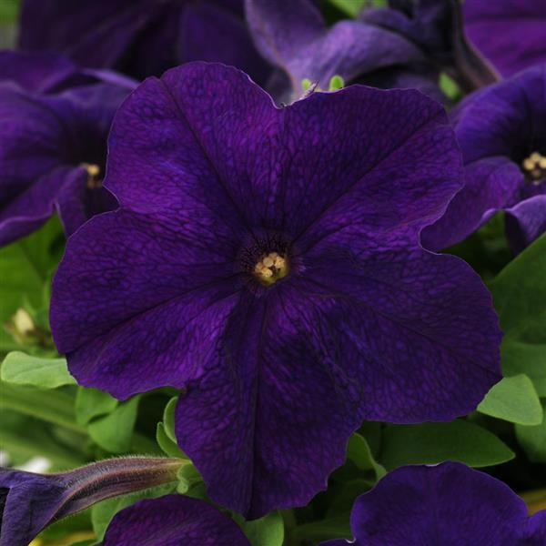 petunia-pretty-grand-midnight-supertunia-petunia-petunia
