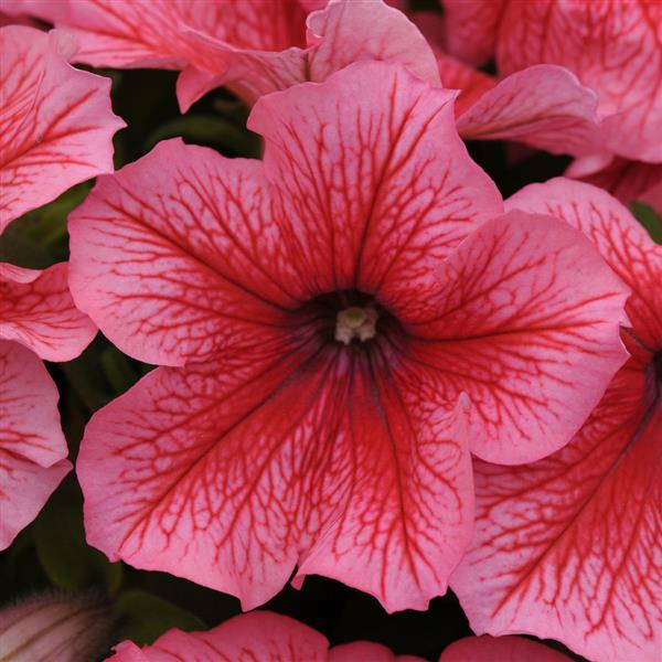 petunia-pretty-grand-mix-supertunia-petunia-petunia