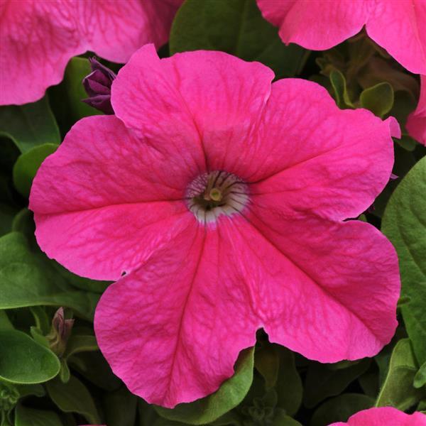 petunia-pretty-grand-pink-supertunia-petunia-petunia