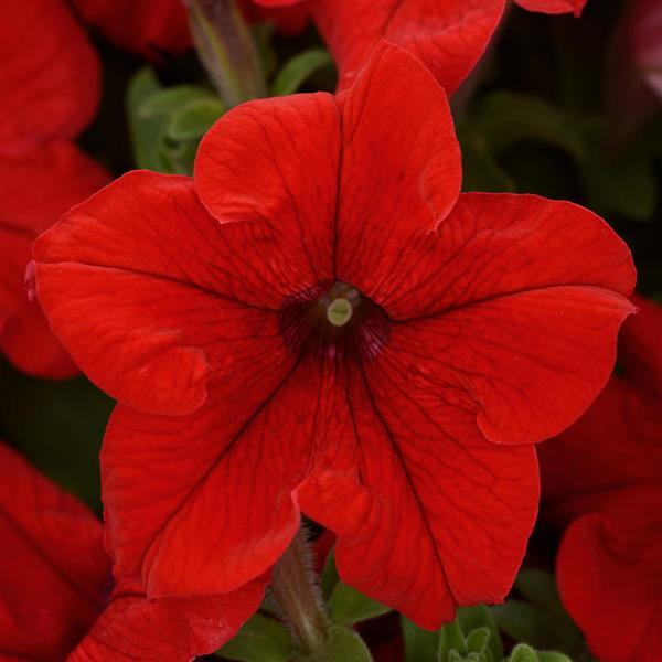 petunia-pretty-grand-red-supertunia-petunia-petunia