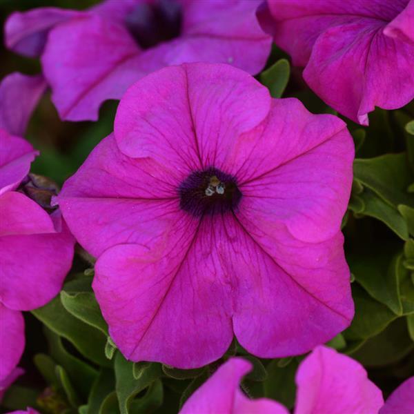 petunia-pretty-grand-violet-supertunia-petunia-petunia