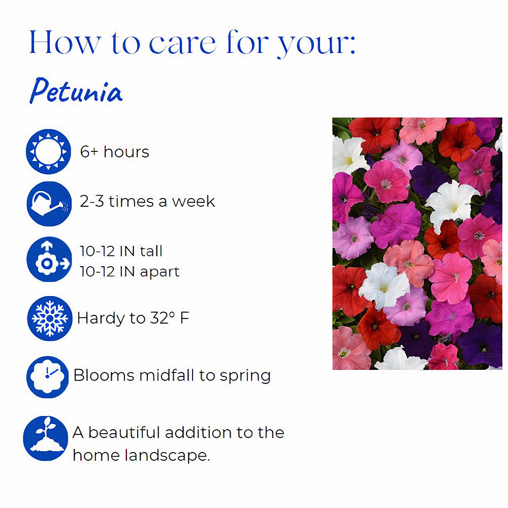 petunia-pretty-grand-violet-supertunia-petunia-petunia
