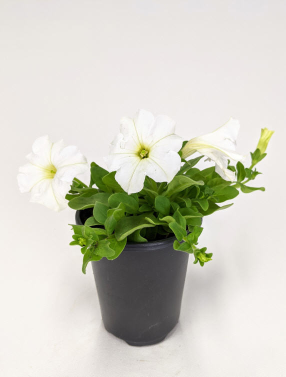petunia-pretty-grand-white-supertunia-petunia-petunia