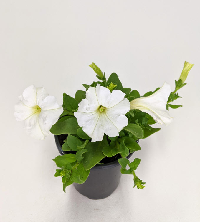 petunia-pretty-grand-white-supertunia-petunia-petunia