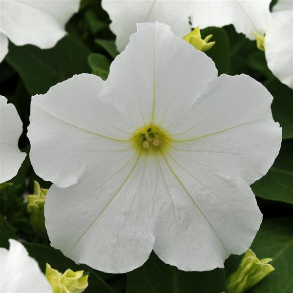petunia-pretty-grand-white-supertunia-petunia-petunia