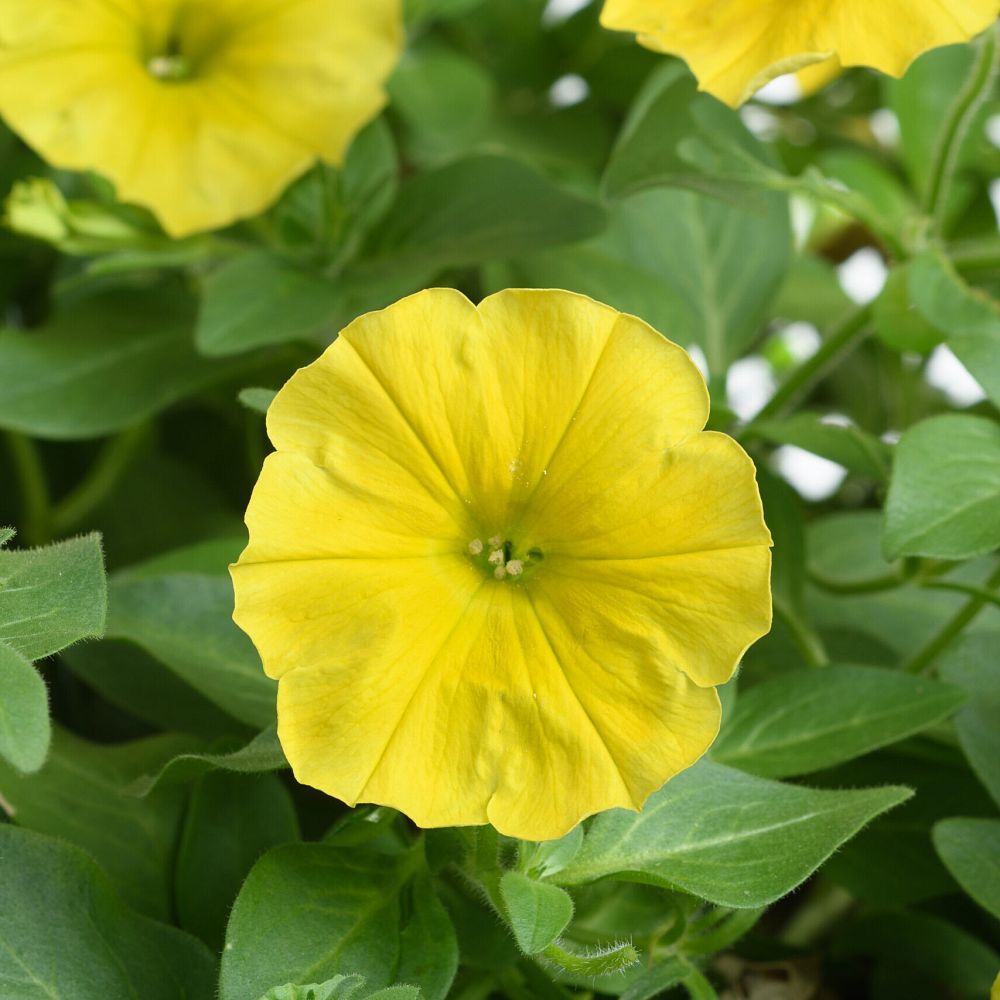 petunia-x-atkinsiana-petunia